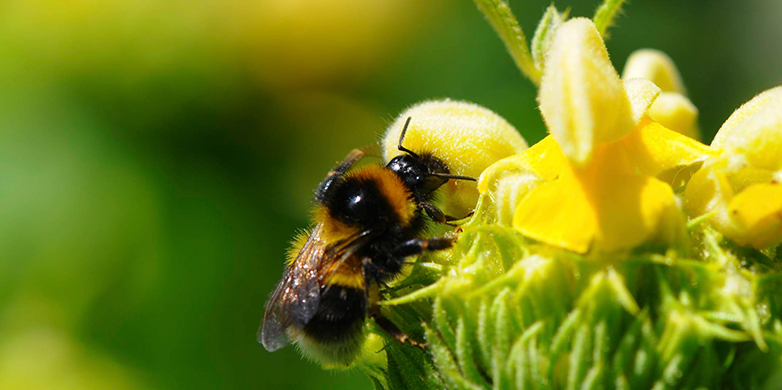Bee
