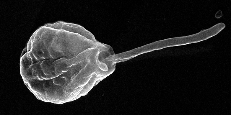 Nosema