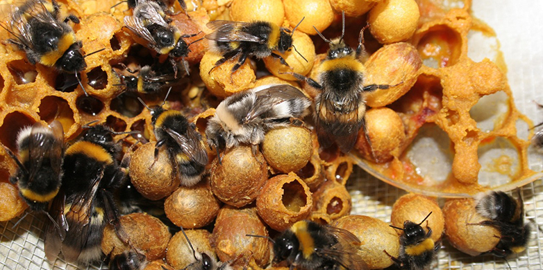 Bumble bee colony